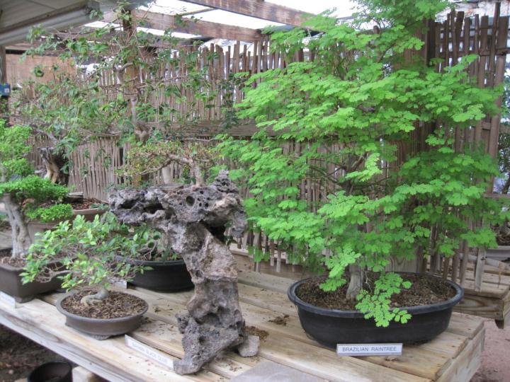 wimberley_bonsai_006_full_width.jpg